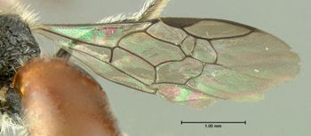 Media type: image;   Entomology 609435 Aspect: front wing